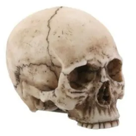 Skull - Head Small