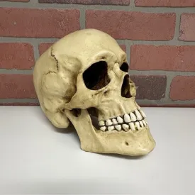 Skull - Moving Jaw