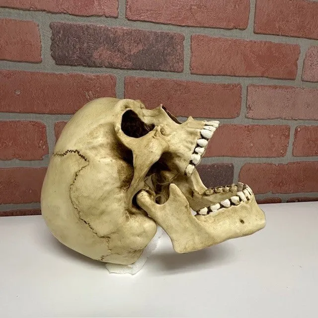 Skull - Moving Jaw