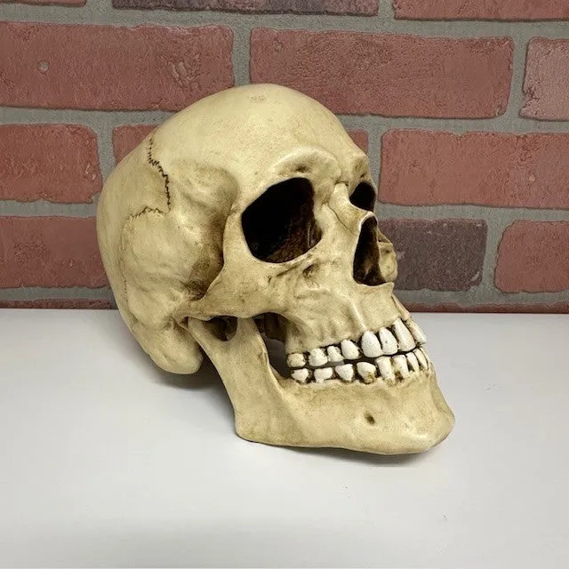 Skull - Moving Jaw